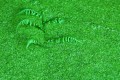 philippe be_chromophylle 2_tirage